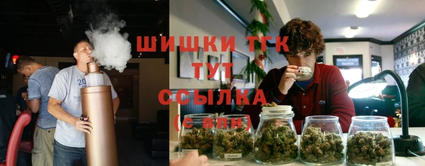 стаф Алзамай