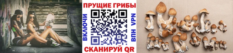 сколько стоит  Камбарка  Галлюциногенные грибы Magic Shrooms 